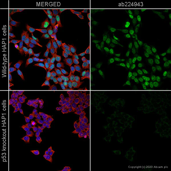 Immunocytochemistry/ Immunofluorescence - Alexa Fluor® 488 Anti-p53 antibody [E26] (AB224943)