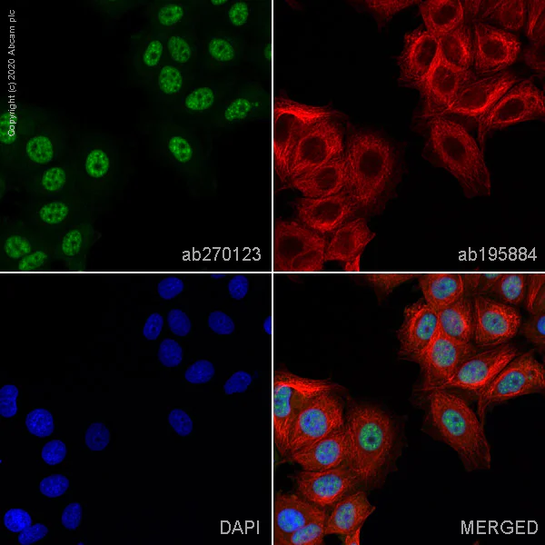 Immunocytochemistry/ Immunofluorescence - Alexa Fluor® 488 Anti-p53 antibody [SP161] (AB270123)