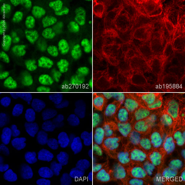 Immunocytochemistry/ Immunofluorescence - Alexa Fluor® 488 Anti-p53 antibody [SP5] (AB270192), expandable thumbnail
