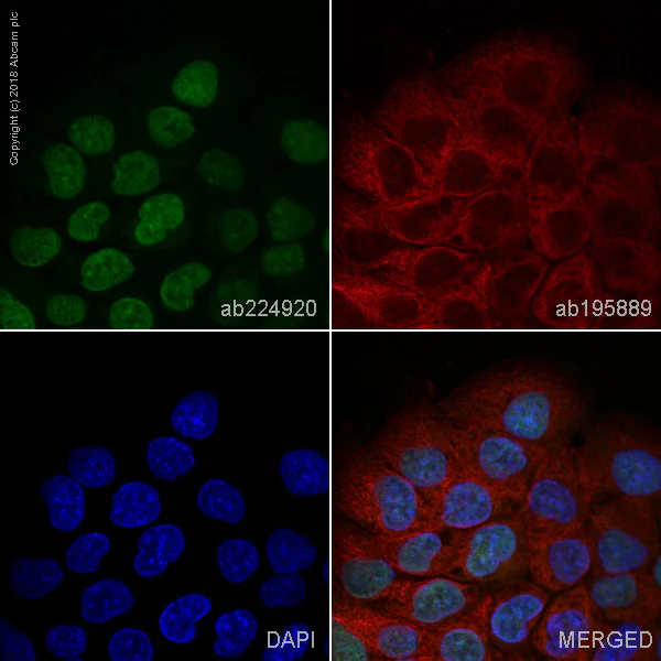 Immunocytochemistry/ Immunofluorescence - Alexa Fluor® 488 Anti- p53 antibody [Y5] (AB224920)