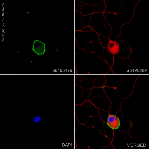 Immunocytochemistry/ Immunofluorescence - Alexa Fluor® 488 Anti-p75 NGF Receptor antibody [EP1039Y] (AB195179)