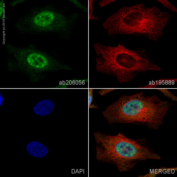Immunocytochemistry/ Immunofluorescence - Alexa Fluor® 488 Anti-PABPN1 antibody [EP3000Y] (AB206056)