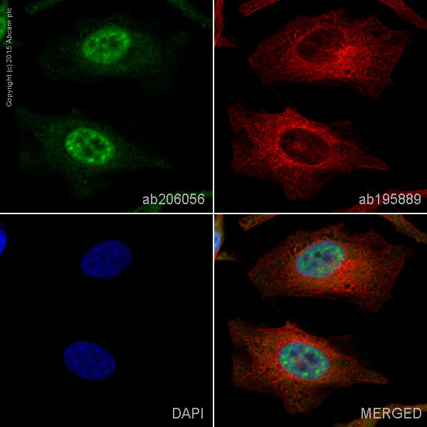 Immunocytochemistry/ Immunofluorescence - Alexa Fluor® 488 Anti-PABPN1 antibody [EP3000Y] (AB206056)