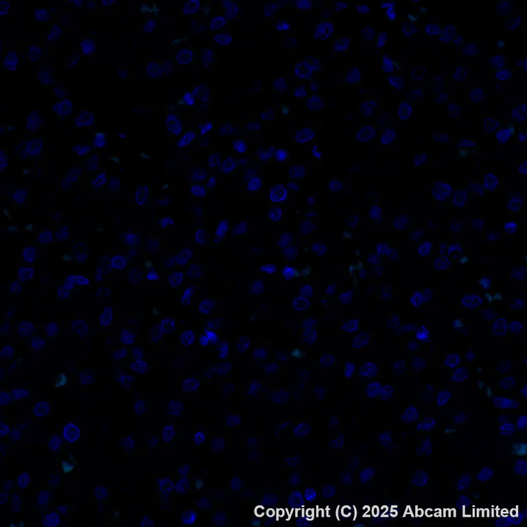 Immunohistochemistry (Formalin/PFA-fixed paraffin-embedded sections) - Alexa Fluor® 488 Anti-PADI2 / PAD2 antibody [EPR26940-85] (AB324331)