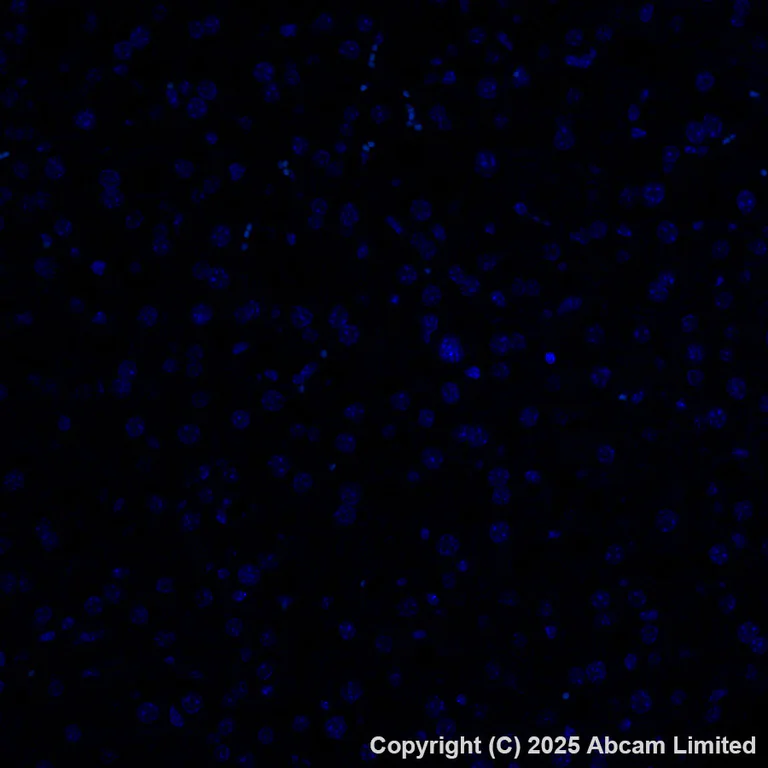 Immunohistochemistry (Formalin/PFA-fixed paraffin-embedded sections) - Alexa Fluor® 488 Anti-PADI2 / PAD2 antibody [EPR26940-85] (AB324331)