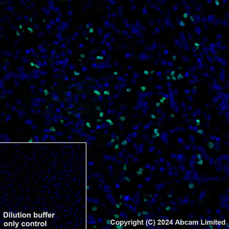 Immunohistochemistry (Formalin/PFA-fixed paraffin-embedded sections) - Alexa Fluor® 488 Anti-PADI4 / PAD4 antibody [EPR26687-49] (AB321855)