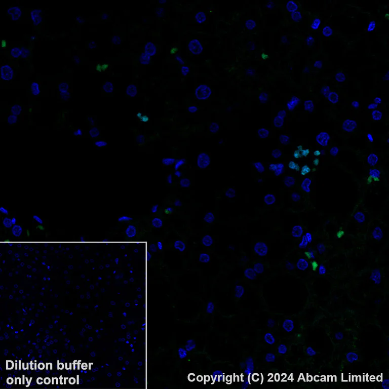 Immunohistochemistry (Formalin/PFA-fixed paraffin-embedded sections) - Alexa Fluor® 488 Anti-PADI4 / PAD4 antibody [EPR26687-49] (AB321855)