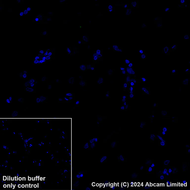 Immunohistochemistry (Formalin/PFA-fixed paraffin-embedded sections) - Alexa Fluor® 488 Anti-PADI4 / PAD4 antibody [EPR26687-49] (AB321855)