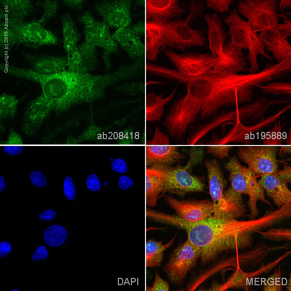 Immunocytochemistry/ Immunofluorescence - Alexa Fluor® 488 Anti-PAH antibody [EPR12380] (AB208418)