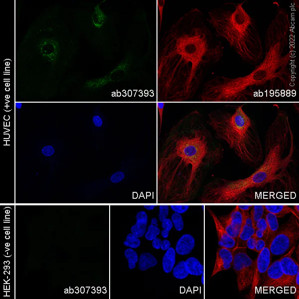 Immunocytochemistry/ Immunofluorescence - Alexa Fluor® 488 Anti-PAI1 antibody [EPR21850-82] (AB307393)