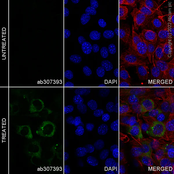 Immunocytochemistry/ Immunofluorescence - Alexa Fluor® 488 Anti-PAI1 antibody [EPR21850-82] (AB307393)