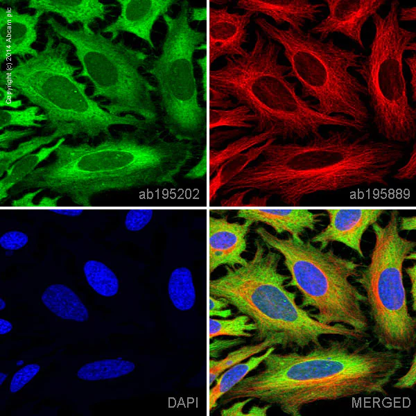 Immunocytochemistry/ Immunofluorescence - Alexa Fluor® 488 Anti-pan Cadherin antibody [EPR1792Y] - Intercellular Junction Marker (AB195202)
