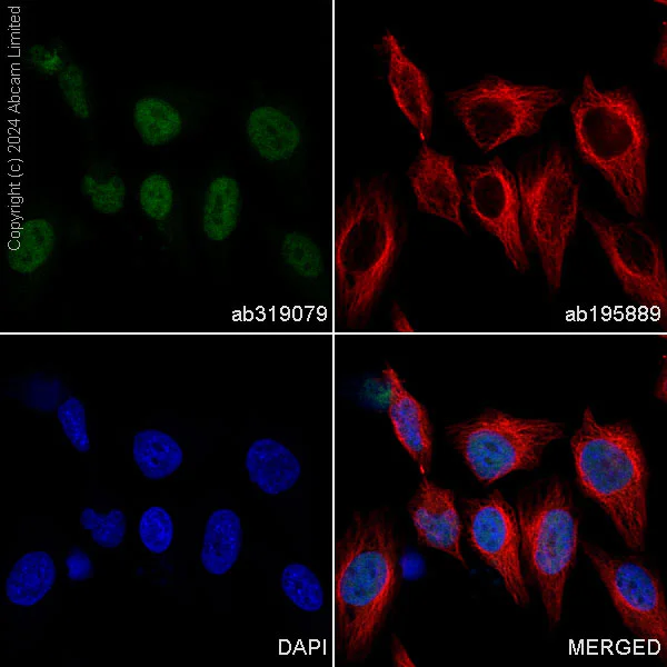 Immunocytochemistry/ Immunofluorescence - Alexa Fluor® 488 Anti-pan-myc antibody [EPR18863] (AB319079)