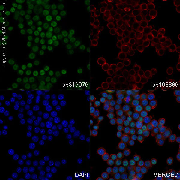 Immunocytochemistry/ Immunofluorescence - Alexa Fluor® 488 Anti-pan-myc antibody [EPR18863] (AB319079)