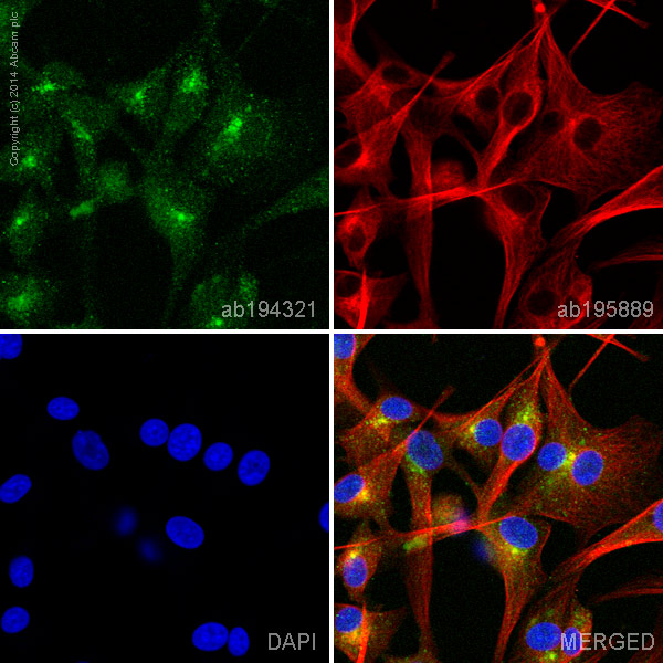 Immunocytochemistry/ Immunofluorescence - Alexa Fluor® 488 Anti-Pan Trk antibody [EP1058Y] (AB194321)