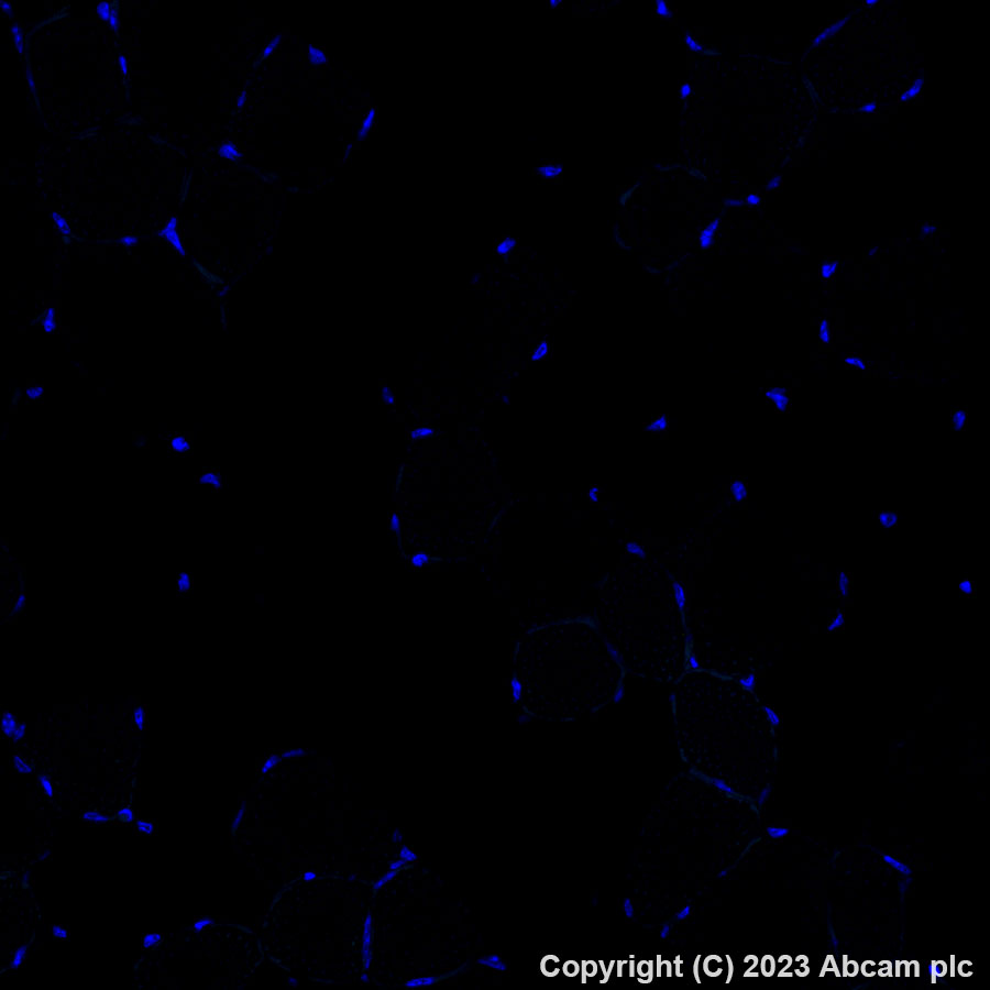 Immunohistochemistry (Formalin/PFA-fixed paraffin-embedded sections) - Alexa Fluor® 488 Anti-Pan Trk antibody [EPR17341] (AB308600), expandable thumbnail