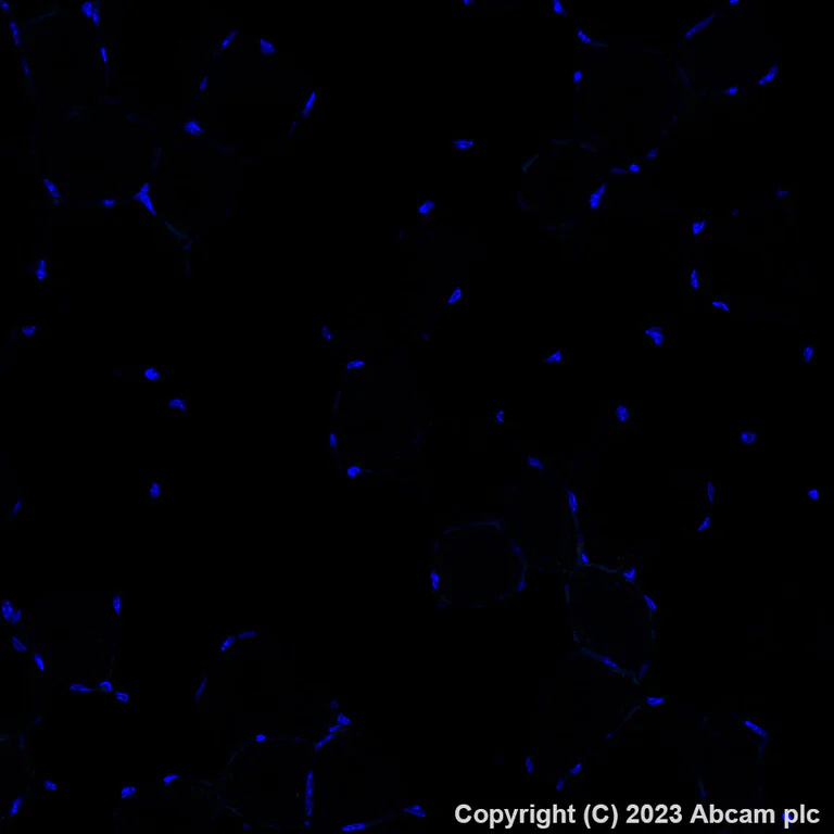 Immunohistochemistry (Formalin/PFA-fixed paraffin-embedded sections) - Alexa Fluor® 488 Anti-Pan Trk antibody [EPR17341] (AB308600)