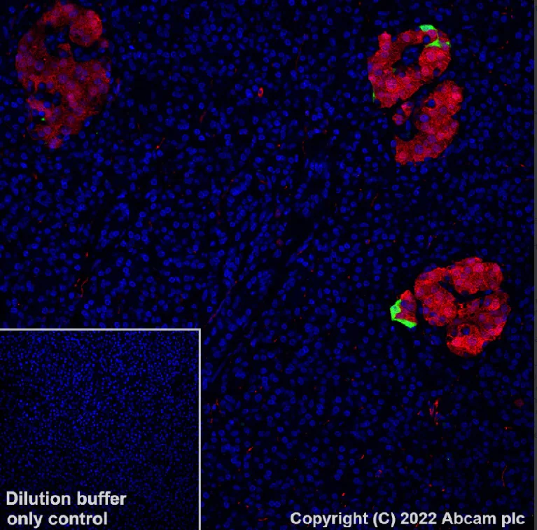 Immunohistochemistry (Formalin/PFA-fixed paraffin-embedded sections) - Alexa Fluor® 488 Anti-Pancreatic Polypeptide antibody [EPR23320-10] (AB302972)