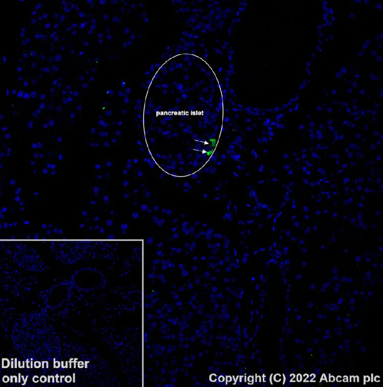 Immunohistochemistry (Formalin/PFA-fixed paraffin-embedded sections) - Alexa Fluor® 488 Anti-Pancreatic Polypeptide antibody [EPR23320-10] (AB302972)