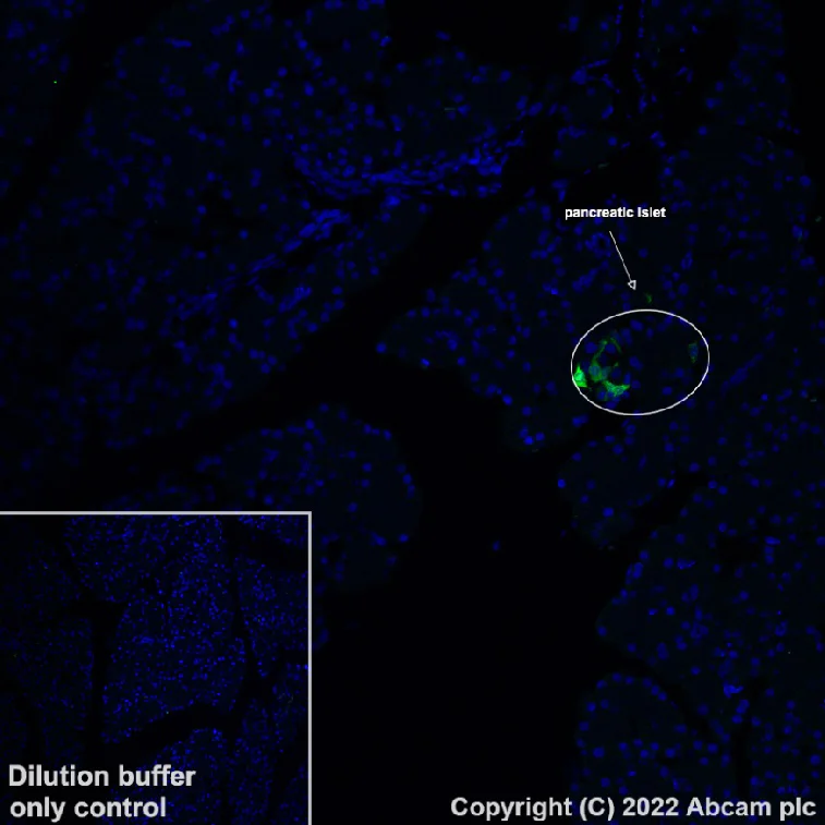 Immunohistochemistry (Formalin/PFA-fixed paraffin-embedded sections) - Alexa Fluor® 488 Anti-Pancreatic Polypeptide antibody [EPR23320-10] (AB302972)
