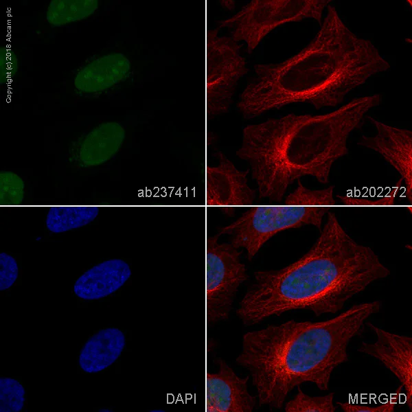 Immunocytochemistry/ Immunofluorescence - Alexa Fluor® 488 Anti-PARP1 antibody [E102] (AB237411)