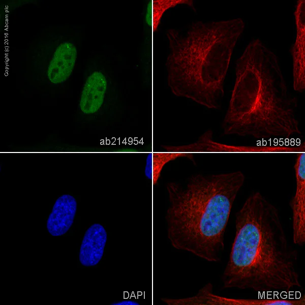 Immunocytochemistry/ Immunofluorescence - Alexa Fluor® 488 Anti-PARP1 antibody [EPR18461] (AB214954)