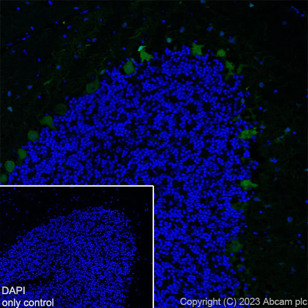 Immunohistochemistry (Frozen sections) - Alexa Fluor® 488 Anti-Parvalbumin antibody [EPR13091] (AB314160)