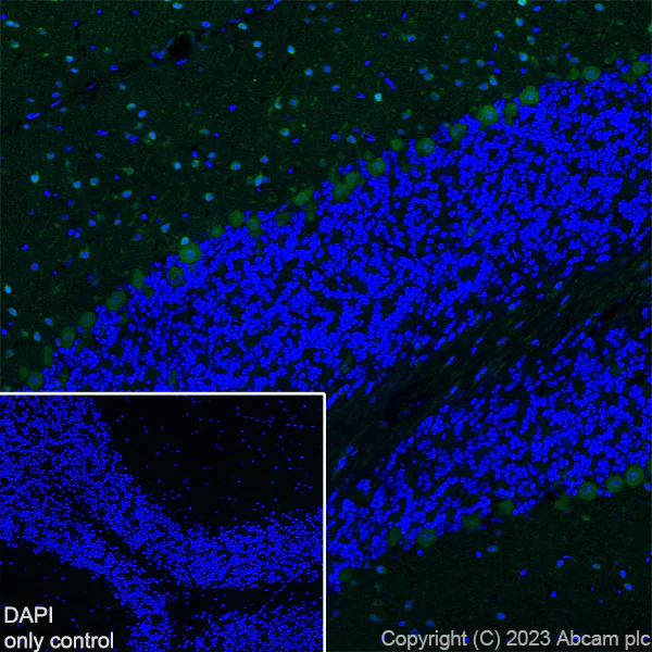 Immunohistochemistry (Frozen sections) - Alexa Fluor® 488 Anti-Parvalbumin antibody [EPR13091] (AB314160)