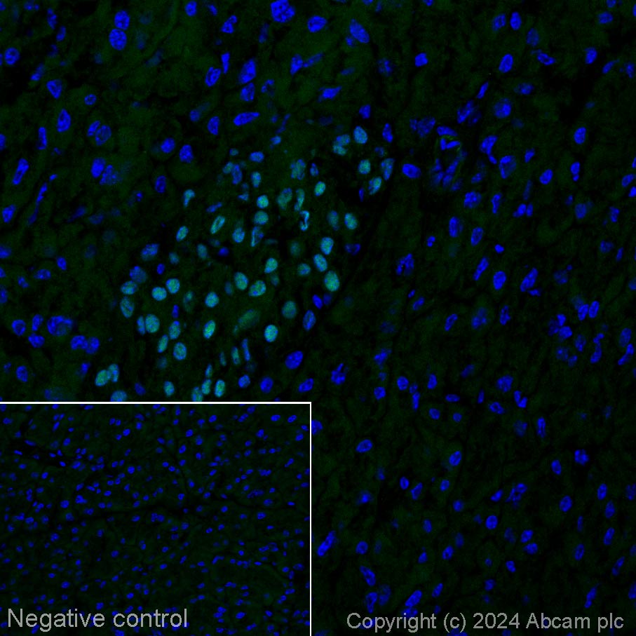 Immunohistochemistry (Frozen sections) - Alexa Fluor® 488 Anti-PAX6 antibody [AD2.38] (AB317595), expandable thumbnail