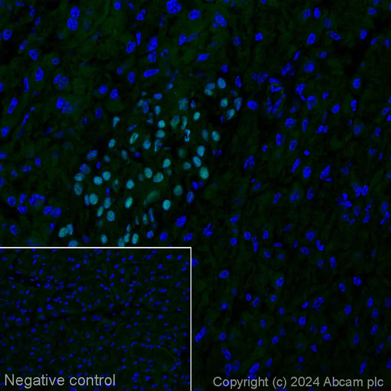 Immunohistochemistry (Frozen sections) - Alexa Fluor® 488 Anti-PAX6 antibody [AD2.38] (AB317595)
