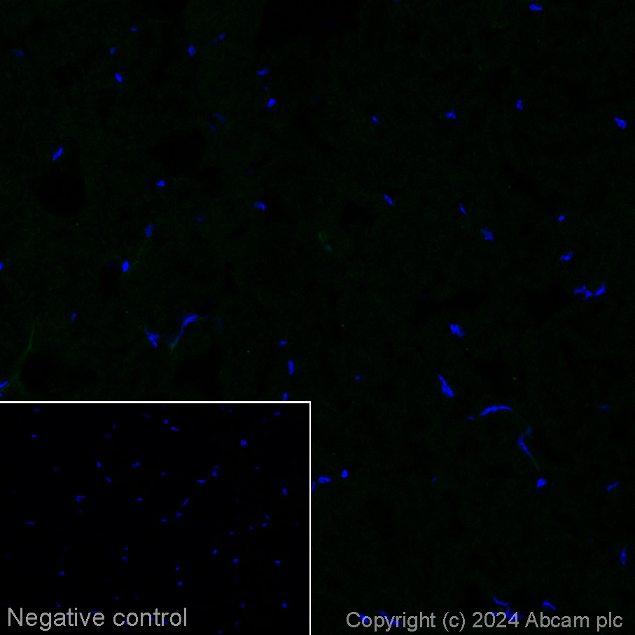 Immunohistochemistry (Frozen sections) - Alexa Fluor® 488 Anti-PAX6 antibody [AD2.38] (AB317595), expandable thumbnail
