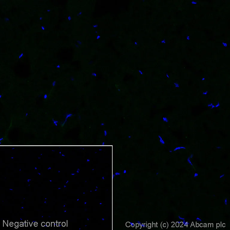 Immunohistochemistry (Frozen sections) - Alexa Fluor® 488 Anti-PAX6 antibody [AD2.38] (AB317595)