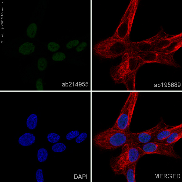 Immunocytochemistry/ Immunofluorescence - Alexa Fluor® 488 Anti-PAX8 antibody [EPR18715] (AB214955), expandable thumbnail
