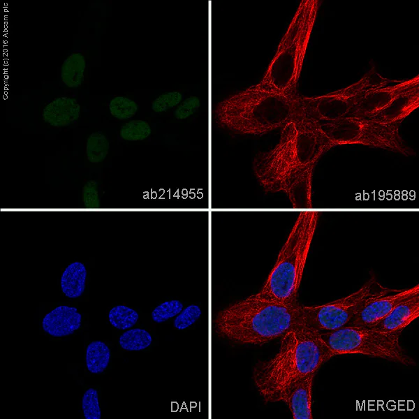 アンファティ モイスチャ IF Alexa Fluor® 647 conjugated Anti-Myc tag antibody [9E10] (ab223895