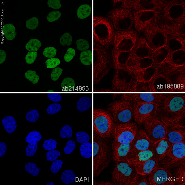 Immunocytochemistry/ Immunofluorescence - Alexa Fluor® 488 Anti-PAX8 antibody [EPR18715] (AB214955), expandable thumbnail