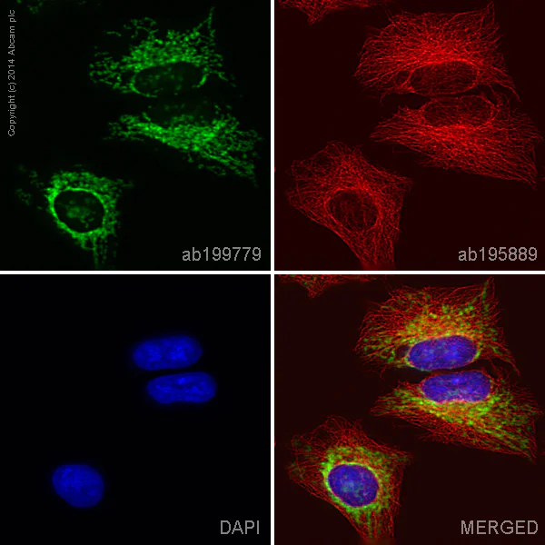 Immunocytochemistry/ Immunofluorescence - Alexa Fluor® 488 Anti-PBR antibody [EPR5384] (AB199779)