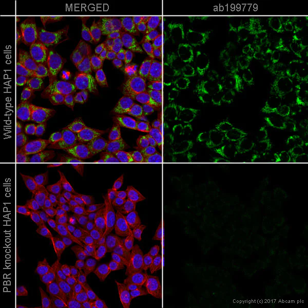 Immunocytochemistry/ Immunofluorescence - Alexa Fluor® 488 Anti-PBR antibody [EPR5384] (AB199779)