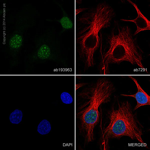 Immunocytochemistry/ Immunofluorescence - Alexa Fluor® 488 Anti-PCNA antibody [EPR3821] (AB193963)