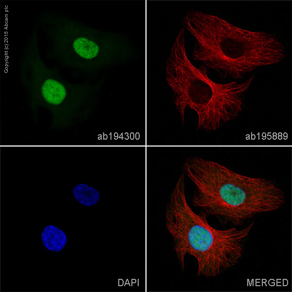 Immunocytochemistry/ Immunofluorescence - Alexa Fluor® 488 Anti-PCNA antibody [PC10] (AB201672)