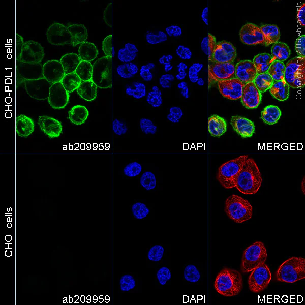 Immunocytochemistry/ Immunofluorescence - Alexa Fluor® 488 Anti-PD-L1 antibody [28-8] (AB209959)