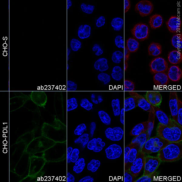 Immunocytochemistry/ Immunofluorescence - Alexa Fluor® 488 Anti-PD-L1 antibody [73-10] (AB237402)