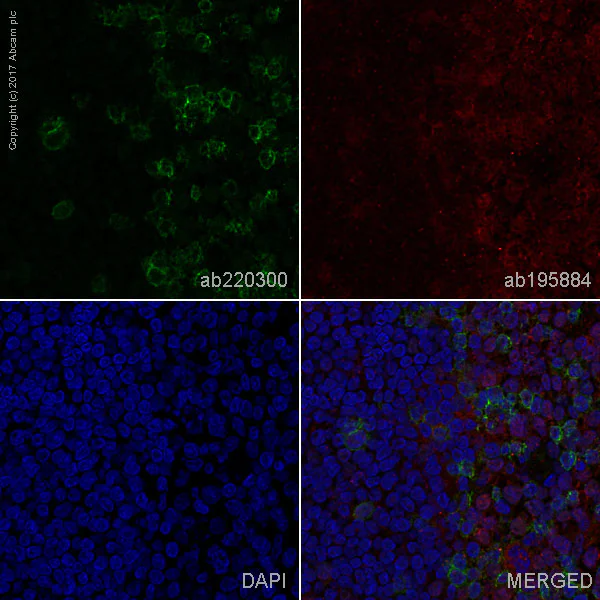 Immunohistochemistry (Frozen sections) - Alexa Fluor® 488 Anti-PD1 antibody [NAT105] (AB220300)