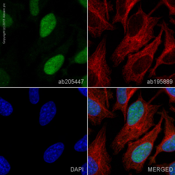 Immunocytochemistry/ Immunofluorescence - Alexa Fluor® 488 Anti-PDCD4 antibody [EPR3431] (AB205447)