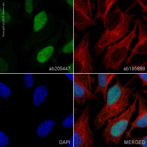 Immunocytochemistry/ Immunofluorescence - Alexa Fluor® 488 Anti-PDCD4 antibody [EPR3431] (AB205447)