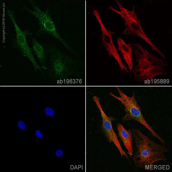 Immunocytochemistry/ Immunofluorescence - Alexa Fluor® 488 Anti-PDGFR alpha + PDGFR beta antibody [Y92] (AB196376), expandable thumbnail