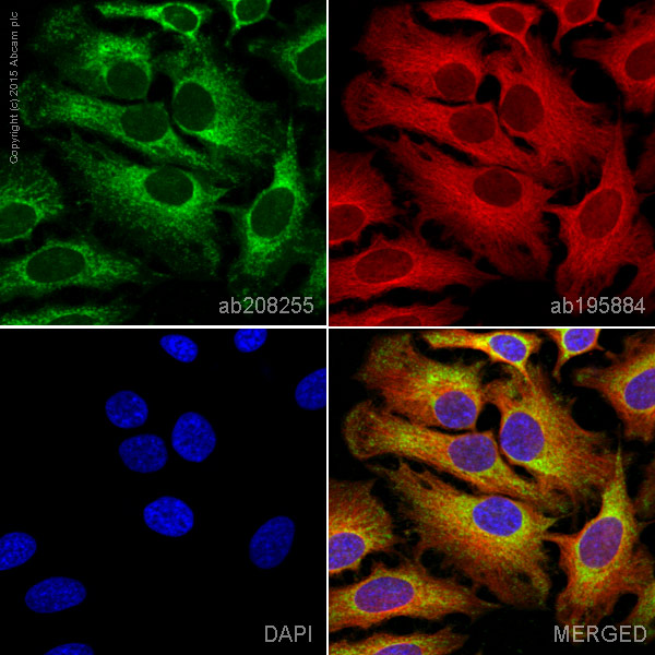 Immunocytochemistry/ Immunofluorescence - Alexa Fluor® 488 Anti-PDHB antibody [EPR11097(B)] (AB208255)