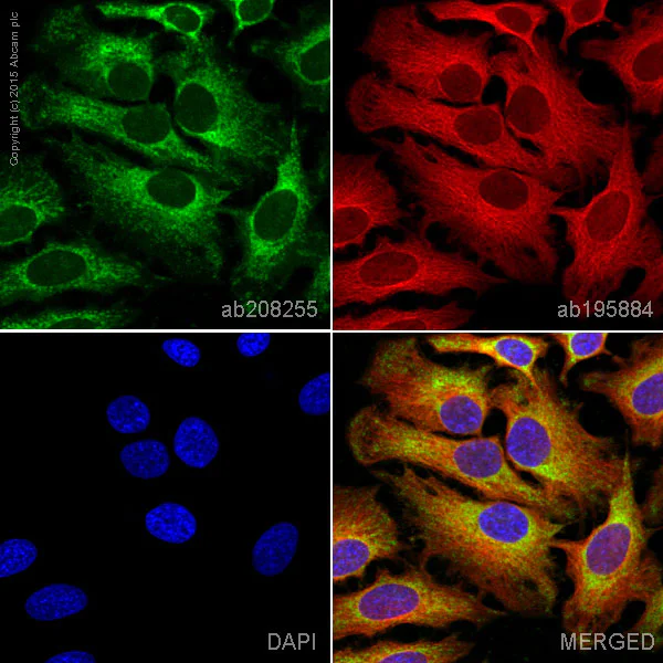 Immunocytochemistry/ Immunofluorescence - Alexa Fluor® 488 Anti-PDHB antibody [EPR11097(B)] (AB208255)