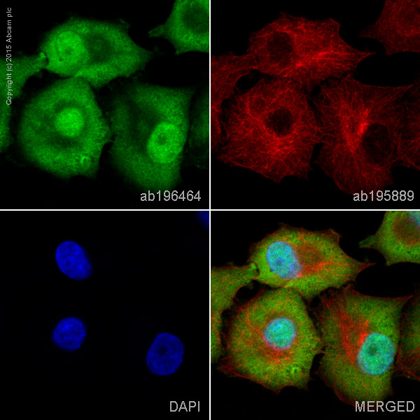 Immunocytochemistry/ Immunofluorescence - Alexa Fluor® 488 Anti-PDX1 antibody [EPR3358(2)] (AB196464)