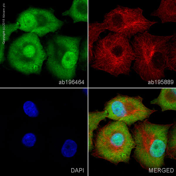 Immunocytochemistry/ Immunofluorescence - Alexa Fluor® 488 Anti-PDX1 antibody [EPR3358(2)] (AB196464)