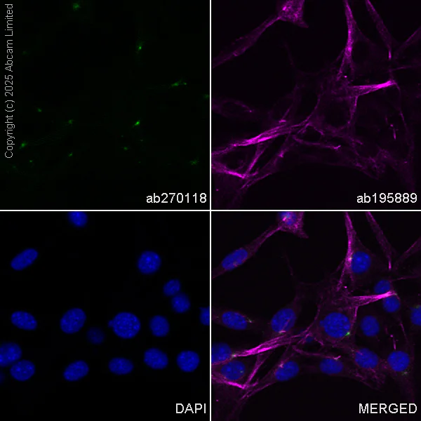 Immunocytochemistry/ Immunofluorescence - Alexa Fluor® 488 Anti-Pericentrin antibody [EPR21987] - Centrosome Marker (AB270118)